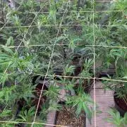 Final BlackCherry Punch Clone (IHG)