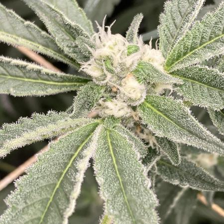 Atomic Jelly (In House Genetics)