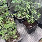 Pink Runtz x Hollywood Clones (Cookies)