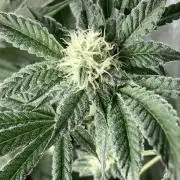 All Starz (LIT FARMS)