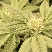 Black Rainbow (LIT Farms)