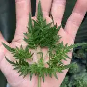 Frosty’s Purple Freak (Khalifa)