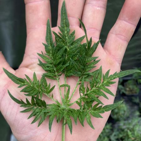 Frosty’s Purple Freak (Khalifa)