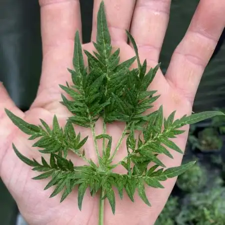 Frosty’s Purple Freak (Khalifa)