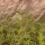AtomicJelly#1 Clones (In House Genetics)