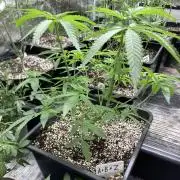Apples & Bananas x Zoda (Umami Seed Co)