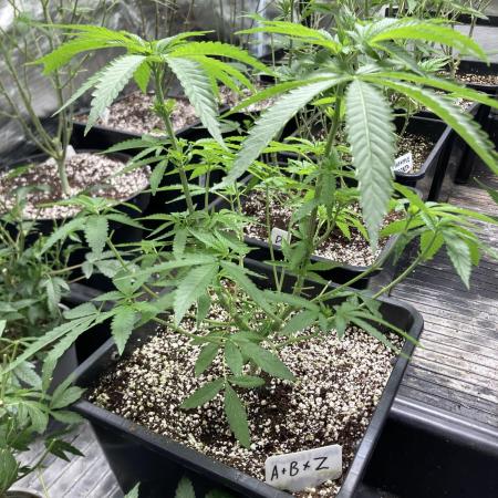 Apples & Bananas x Zoda (Umami Seed Co)