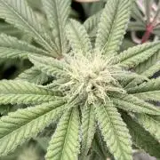 Glazed Pastries Clones (In House Gen)