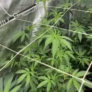 Rainbow Marker Clones (Lit Farms)