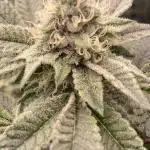 Rainbow Gelato (Wizard Trees)