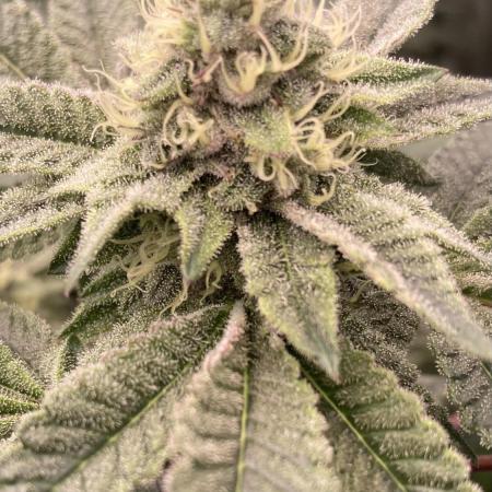 Rainbow Gelato (Wizard Trees)