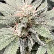 Strawberry Ak (Serious Seeds)