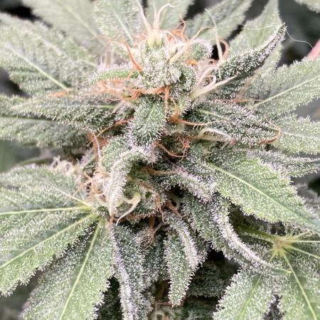 Strawberry Ak (Serious Seeds)