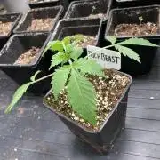 Trich Beast (Solfire Gardens)