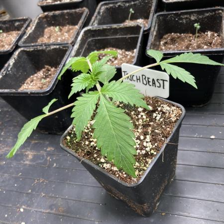 Trich Beast (Solfire Gardens)