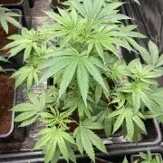 BTY47 x Manna Mountain (ttowncultivator)