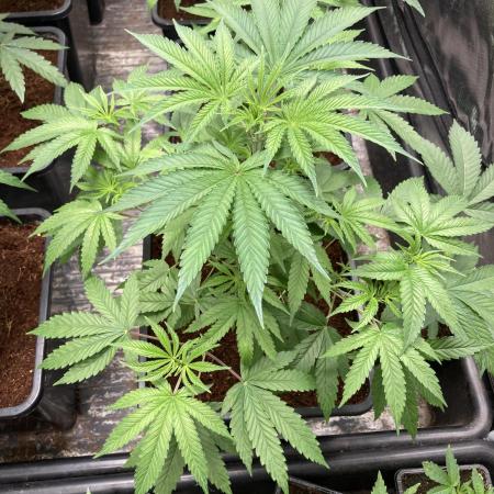 BTY47 x Manna Mountain (ttowncultivator)