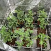 Zoy Sauce Clones (My Keeper Cut)