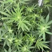 Pineapple Mojito S1