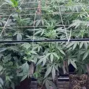 Blackcherry Punch Clones (In House Gen)