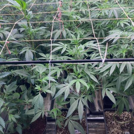 Blackcherry Punch Clones (In House Gen)