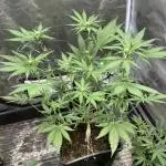 Getting Frosty with the Boys