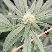 White Rhino (Green House Seeds)