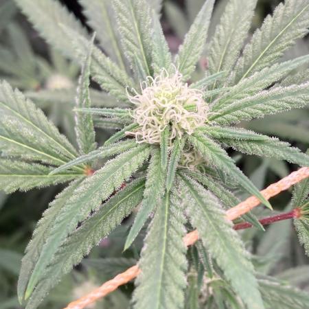 White Rhino (Green House Seeds)
