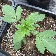 Chrome Dome (Compound Genetics)