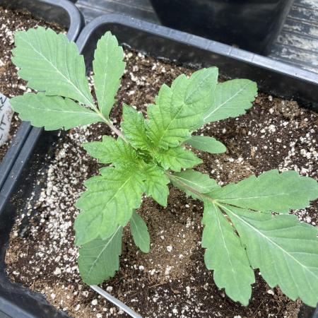 Chrome Dome (Compound Genetics)