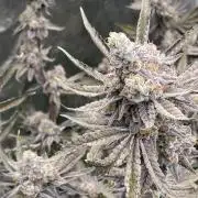 Zoy Sauce Clones (My Keeper Cut)