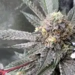 Motor OG #3 Clones (LIT Farms)