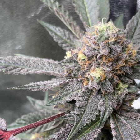 Motor OG #3 Clones (LIT Farms)