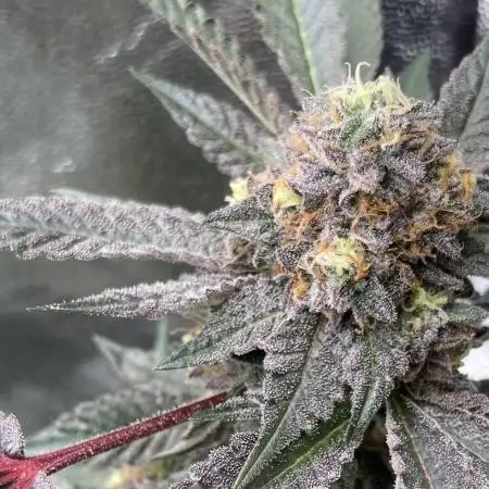 Motor OG #3 Clones (LIT Farms)