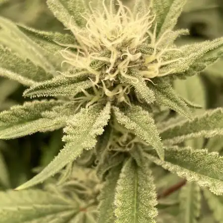 Frosted Raspberries S1 (Mosca Seeds)