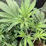 Getting Frosty with the Boys