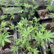 PLATINUMZ#2&3 Clones (In House Genetics)