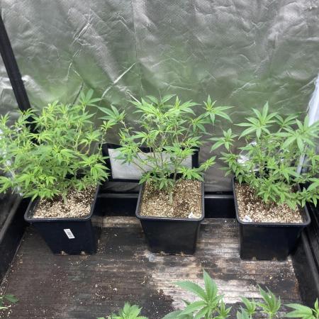 White Rhino (Green House Seeds)