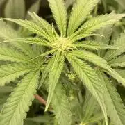 GasQuake (In House Genetics)