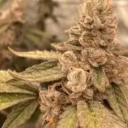 Apples & Bananas x Zoda (Umami Seed Co)