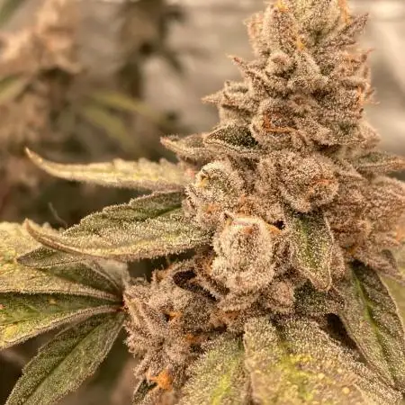 Apples & Bananas x Zoda (Umami Seed Co)