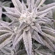 Pink Runtz x Hollywood (Cookies)