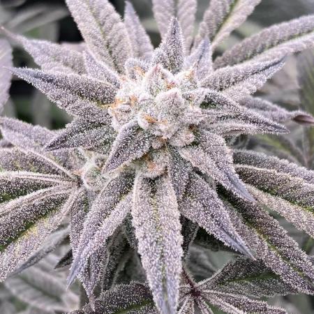 Pink Runtz x Hollywood (Cookies)