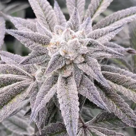 Pink Runtz x Hollywood (Cookies)