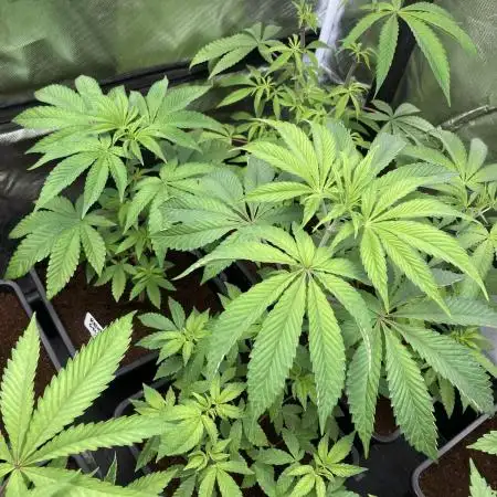 Rainbow Gelato (Wizard Trees)