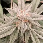 Pink Runtz x Hollywood Clones (Cookies)