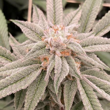 Pink Runtz x Hollywood Clones (Cookies)