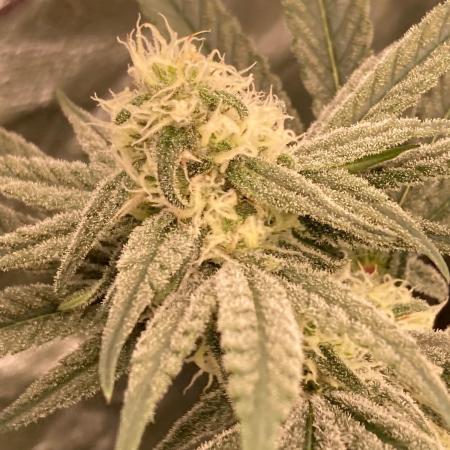 GasQuake (In House Genetics)