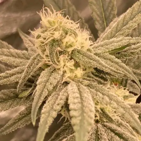 GasQuake (In House Genetics)