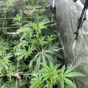 Rainbow Marker #2 (LIT Farms)